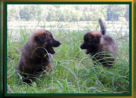 Langstockhaar Deutscher Schäferhund