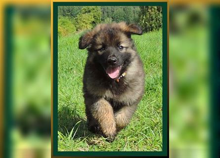 Langstockhaar Deutscher Schäferhund