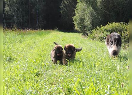 Langstockhaar Deutscher Schäferhund