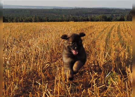 Langstockhaar Deutscher Schäferhund