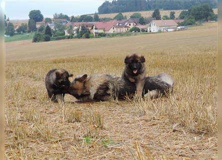 Langstockhaar Deutscher Schäferhund