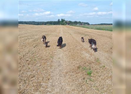 Langstockhaar Deutscher Schäferhund