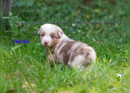 Zuckersüße Australian Shepherd Welpen