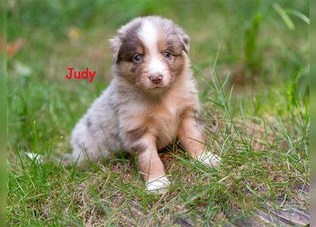 Zuckersüße Australian Shepherd Welpen