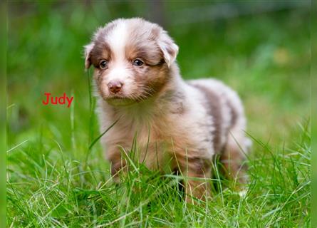 Zuckersüße Australian Shepherd Welpen