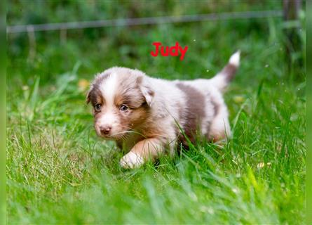 Zuckersüße Australian Shepherd Welpen