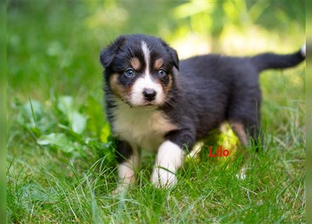 Zuckersüße Australian Shepherd Welpen