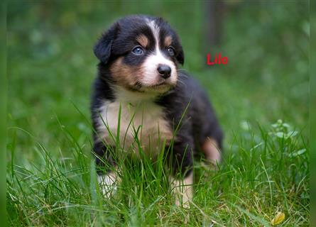 Zuckersüße Australian Shepherd Welpen