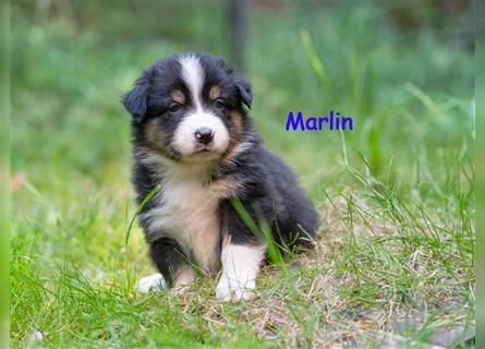 Zuckersüße Australian Shepherd Welpen