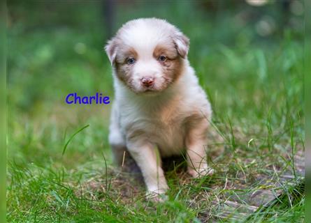 Zuckersüße Australian Shepherd Welpen