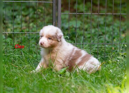 Zuckersüße Australian Shepherd Welpen