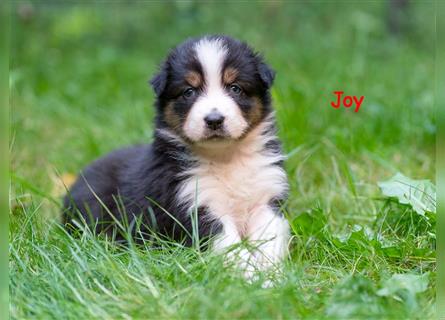 Zuckersüße Australian Shepherd Welpen