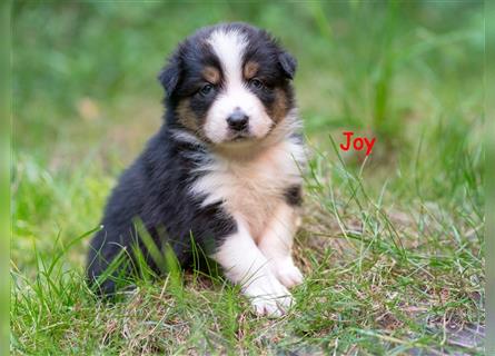 Zuckersüße Australian Shepherd Welpen