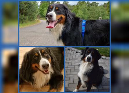 Berner Sennenhund Welpen 