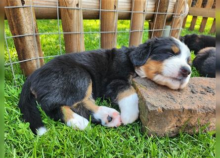 Berner Sennenhund Welpen 