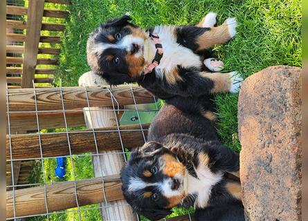 Berner Sennenhund Welpen 