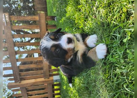 Berner Sennenhund Welpen 