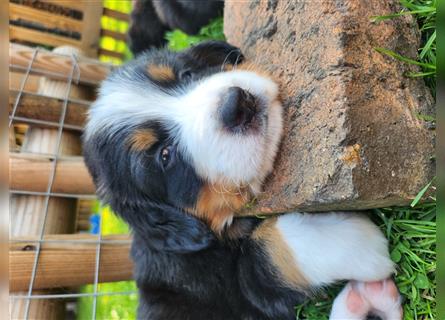 Berner Sennenhund Welpen 