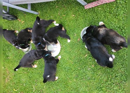 Berner Sennenhund Welpen 