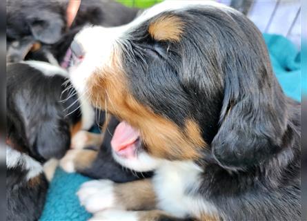 Berner Sennenhund Welpen 