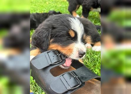 Berner Sennenhund Welpen 