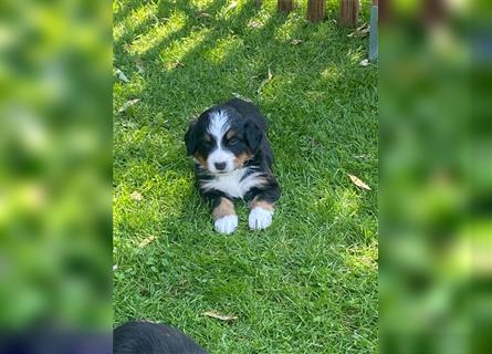 Berner Sennenhund Welpen 