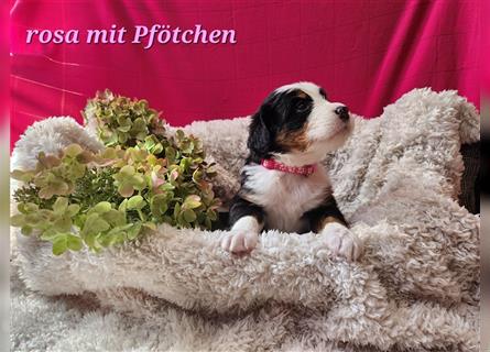 Berner Sennenhund Welpen 