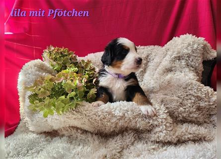 Berner Sennenhund Welpen 