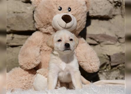 Wunderschöne Labradorwelpen suchen noch ein Zuhause!