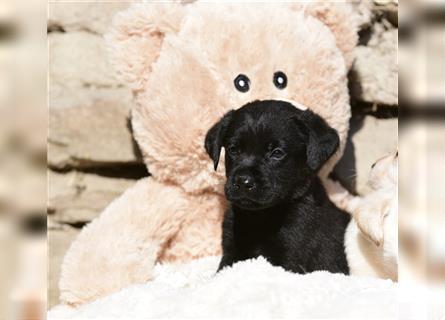 Wunderschöne Labradorwelpen suchen noch ein Zuhause!