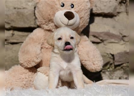 Wunderschöne Labradorwelpen suchen noch ein Zuhause!