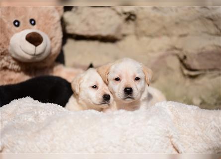 Wunderschöne Labradorwelpen suchen noch ein Zuhause!