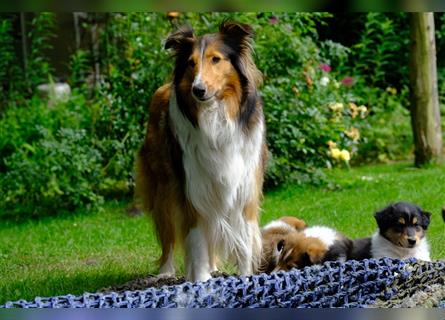 Familienfreundliche amerikanische Collies