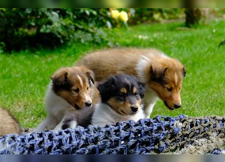 Familienfreundliche amerikanische Collies