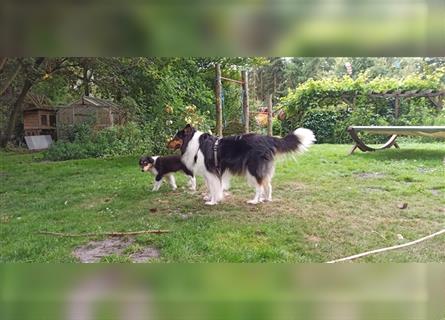 Familienfreundliche amerikanische Collies