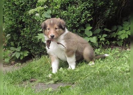 Familienfreundliche Colliewelpen