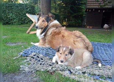 Familienfreundliche Colliewelpen