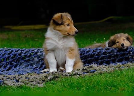 Familienfreundliche Colliewelpen