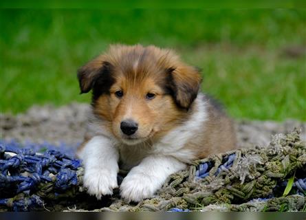 Familienfreundliche Colliewelpen