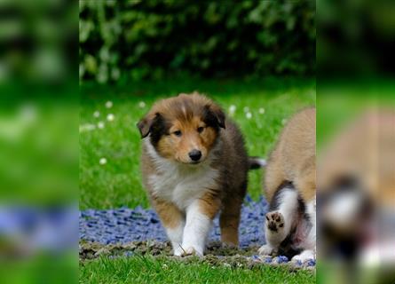 Familienfreundliche Colliewelpen