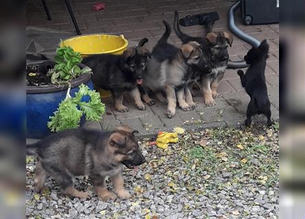 Zwei underschöne, lebensfrohe Schäferhundwelpen  Hündinnen mit geradem Rücken suchen ein zu Hause !