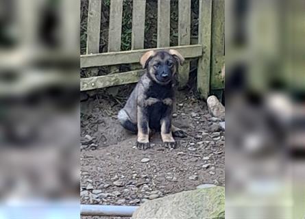 Zwei underschöne, lebensfrohe Schäferhundwelpen  Hündinnen mit geradem Rücken suchen ein zu Hause !