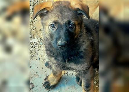 Wunderschöne, lebensfrohe Schäferhundwelpen mit geradem Rücken!