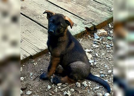 Wunderschöne, lebensfrohe Schäferhundwelpen mit geradem Rücken!