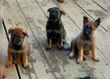 Wunderschöne, lebensfrohe Schäferhundwelpen mit geradem Rücken!