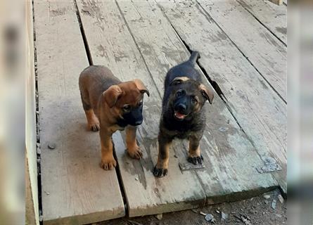 Zwei underschöne, lebensfrohe Schäferhundwelpen  Hündinnen mit geradem Rücken suchen ein zu Hause !