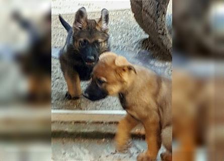 Zwei underschöne, lebensfrohe Schäferhundwelpen  Hündinnen mit geradem Rücken suchen ein zu Hause !