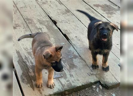 Zwei underschöne, lebensfrohe Schäferhundwelpen  Hündinnen mit geradem Rücken suchen ein zu Hause !