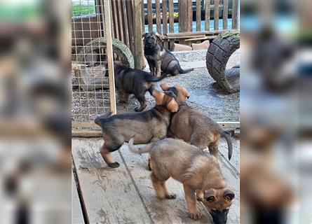 Zwei underschöne, lebensfrohe Schäferhundwelpen  Hündinnen mit geradem Rücken suchen ein zu Hause !