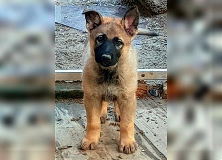 Zwei underschöne, lebensfrohe Schäferhundwelpen  Hündinnen mit geradem Rücken suchen ein zu Hause !